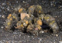 Decorator crab. He's in there some where! D200, 60mm. by Derek Haslam 
